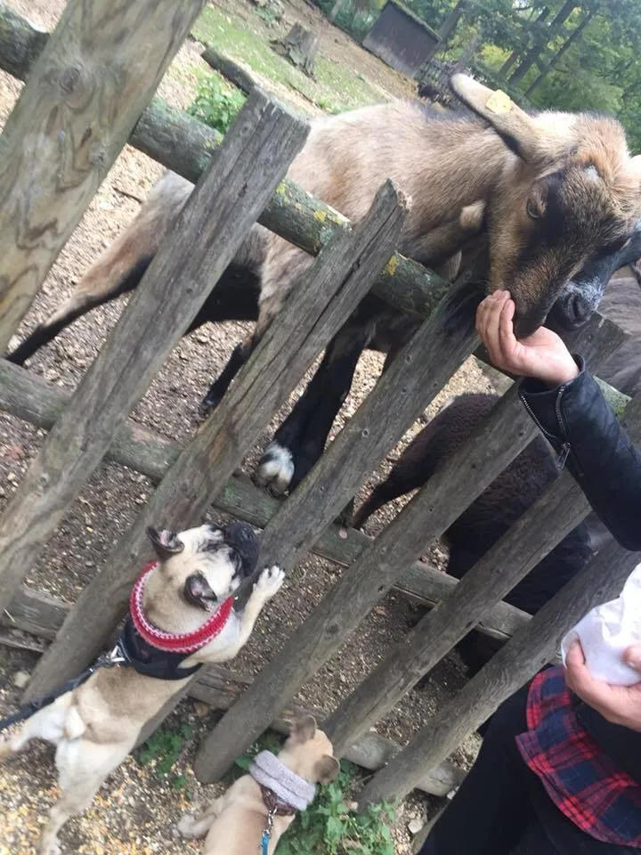 Ausflug mit Hund zu den Wölfen im Wildpark Ernstbrunn, NÖ