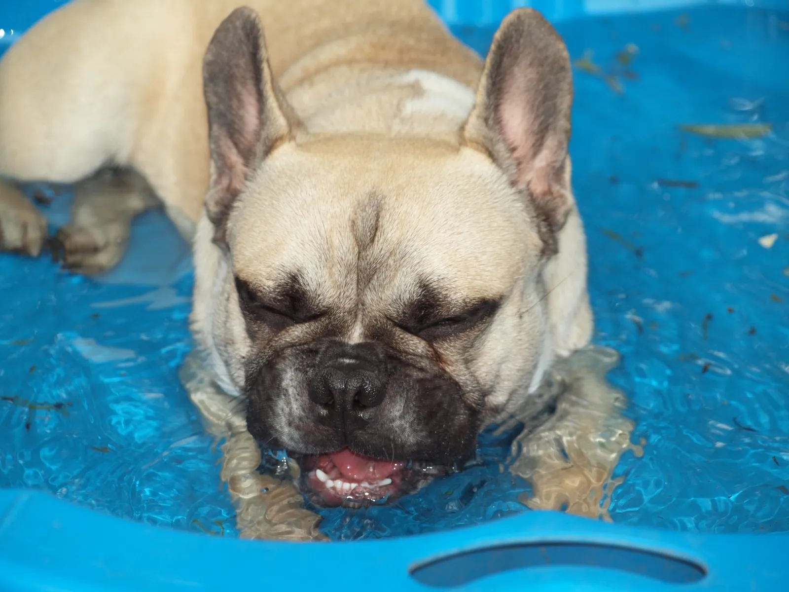 7 Cool Tipps for "hot dogs"