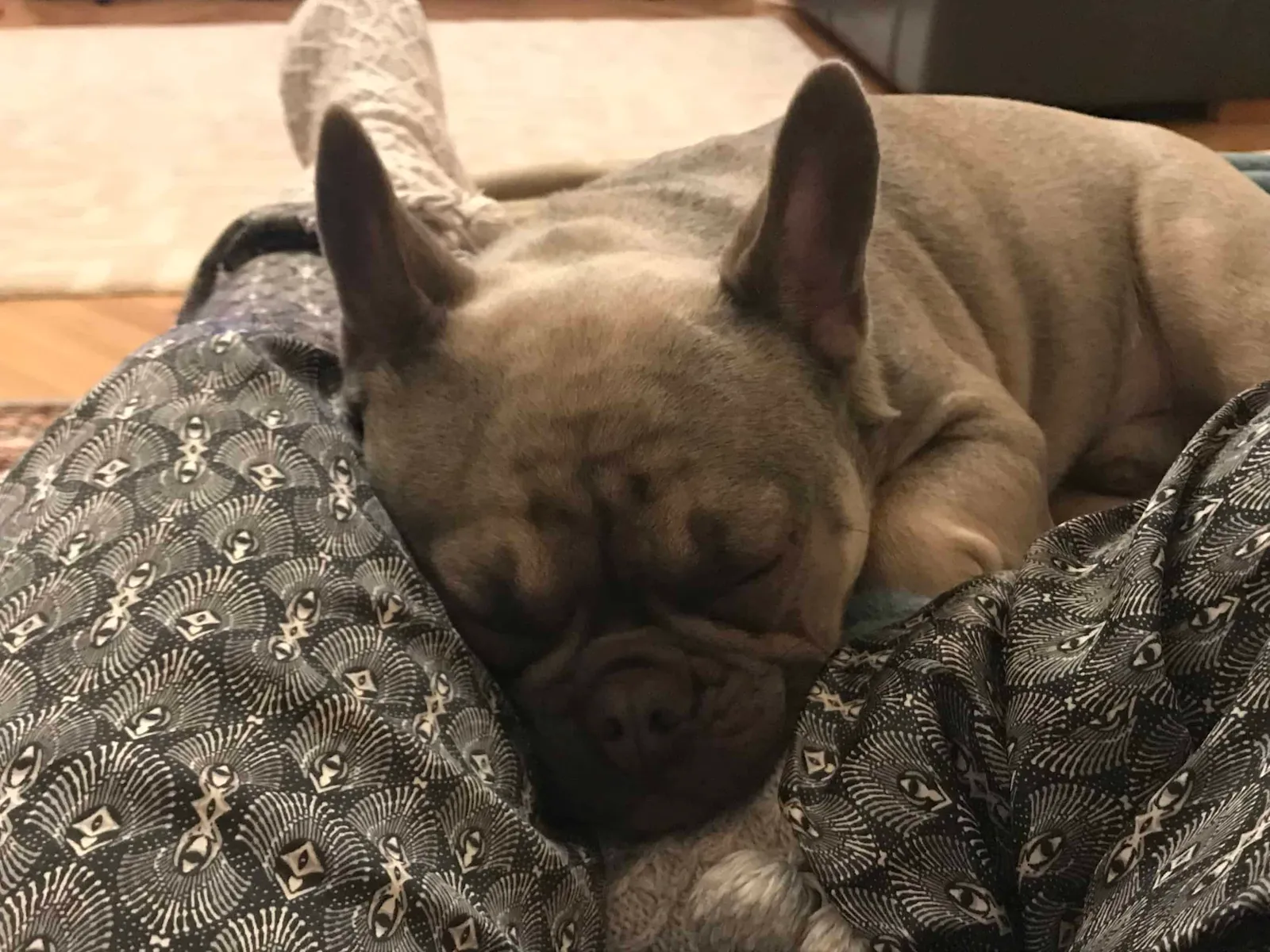 Mein Hund hat Epilepsie - was nun?