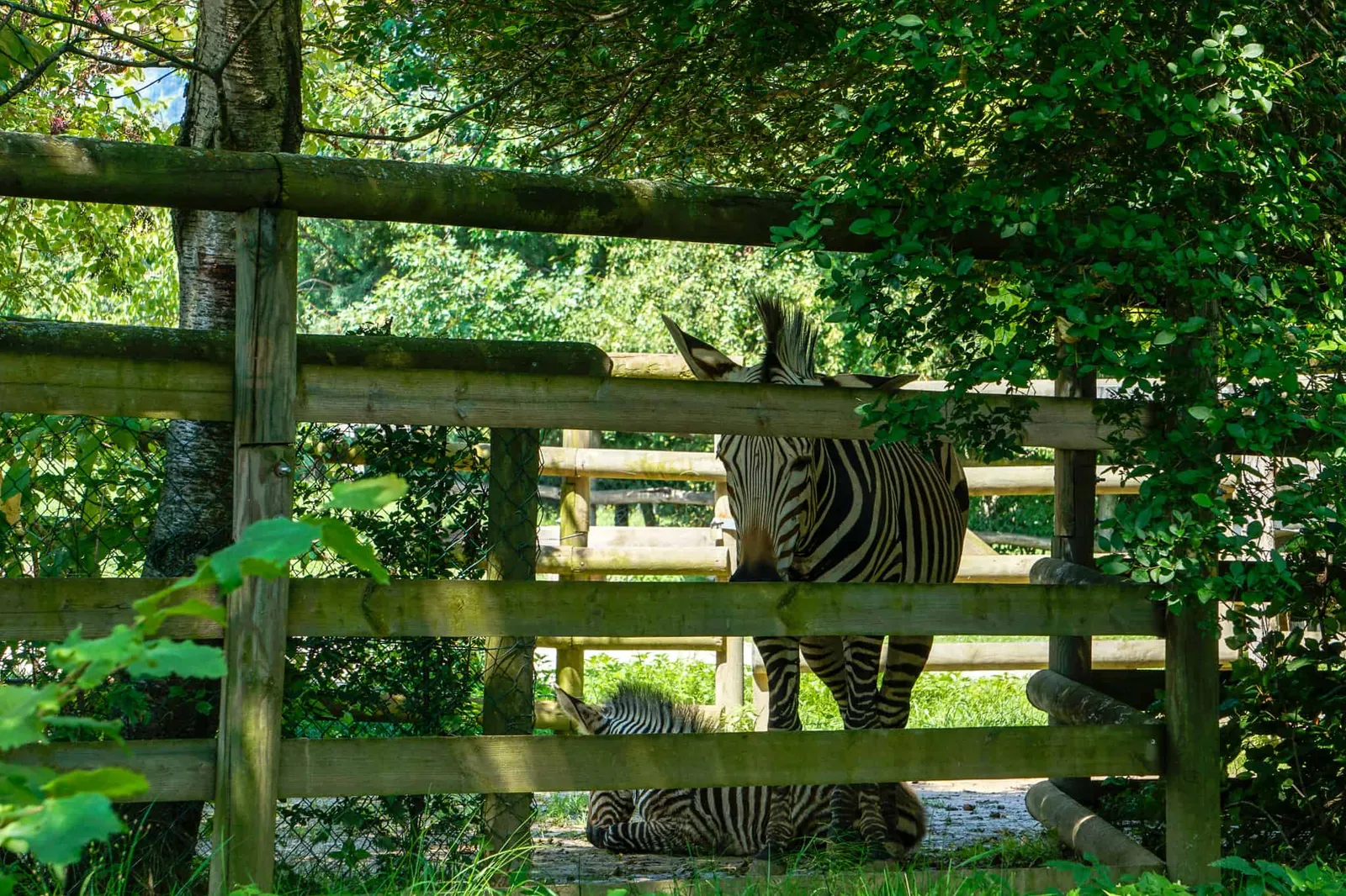 Ausflug Hund Tierpark Herberstein