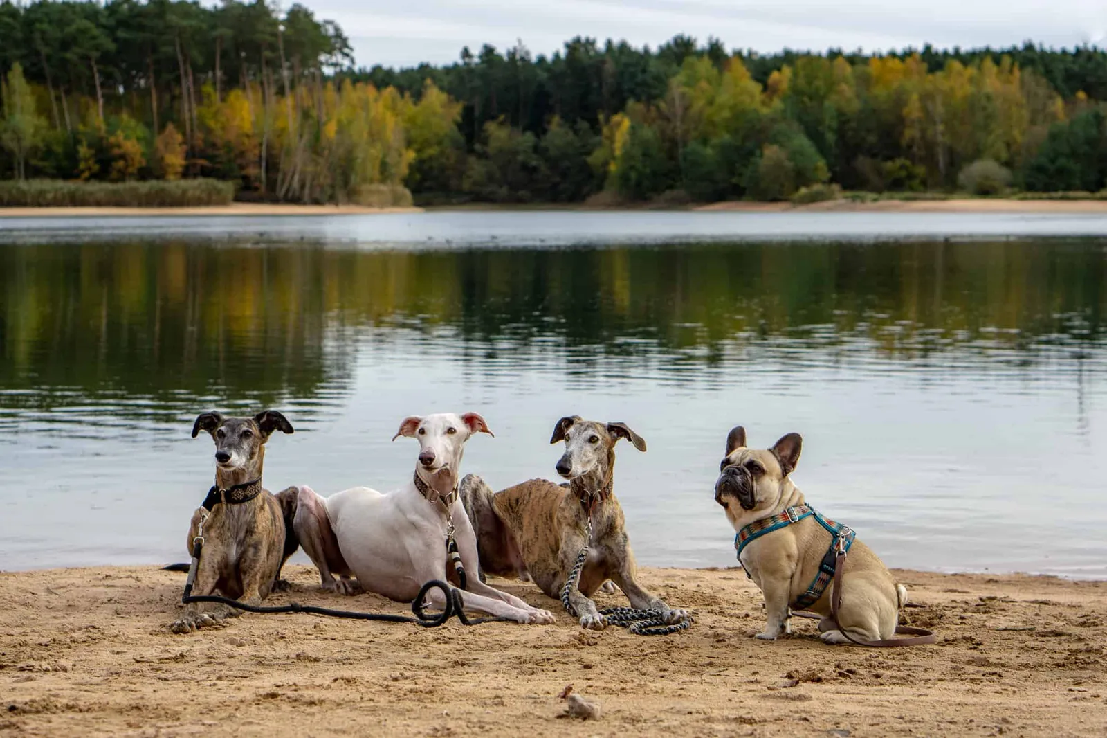 Hundereise Urlaub Rothsee Deutschland