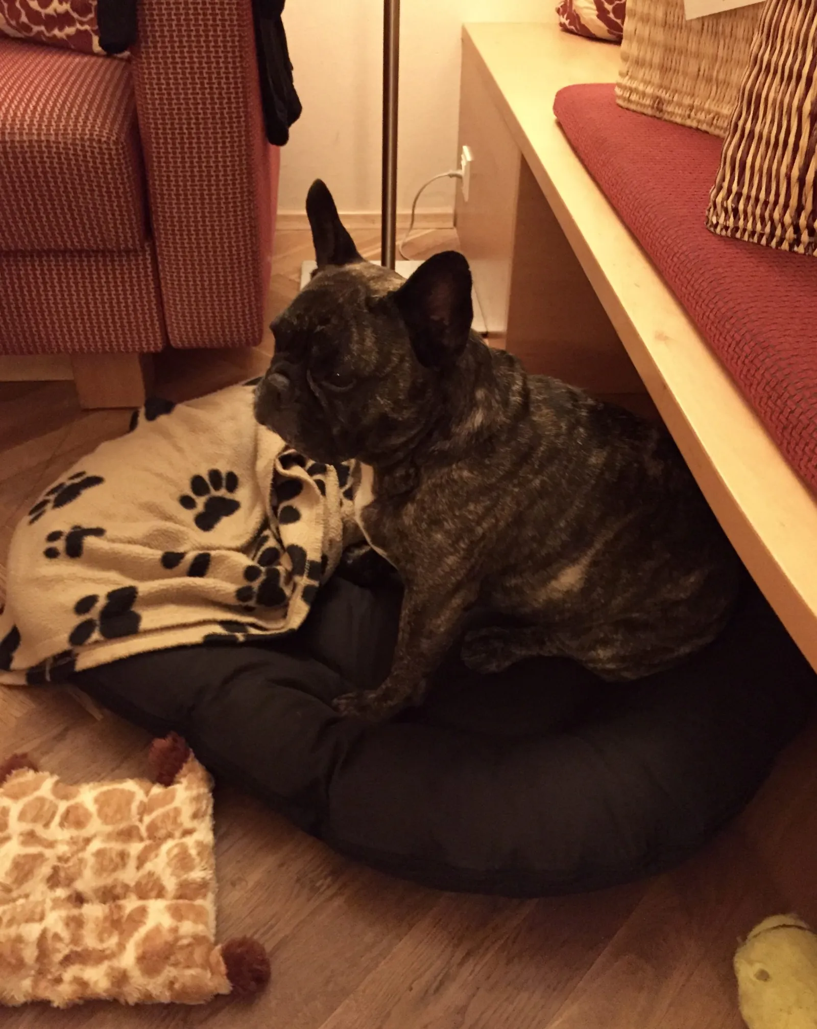 Hundebett Urlaub