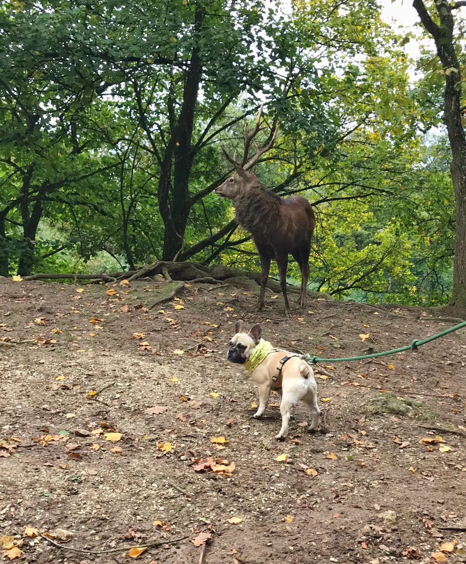 Ausflug mit Hund zu den Wölfen im Wildpark Ernstbrunn, NÖ