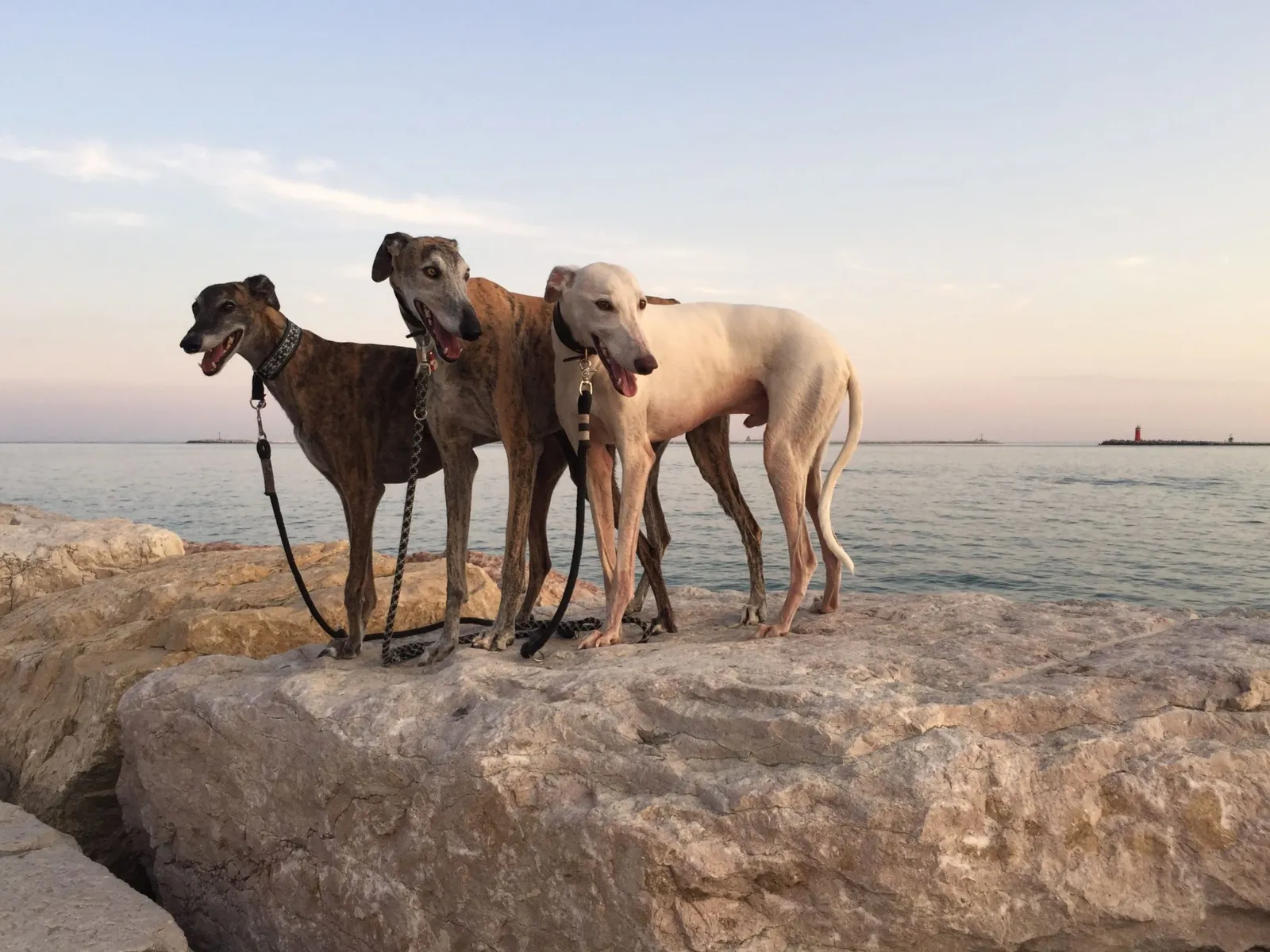 Urlaub mit Hund in Italien - Spanische Galgos in Cavallino-Treporti