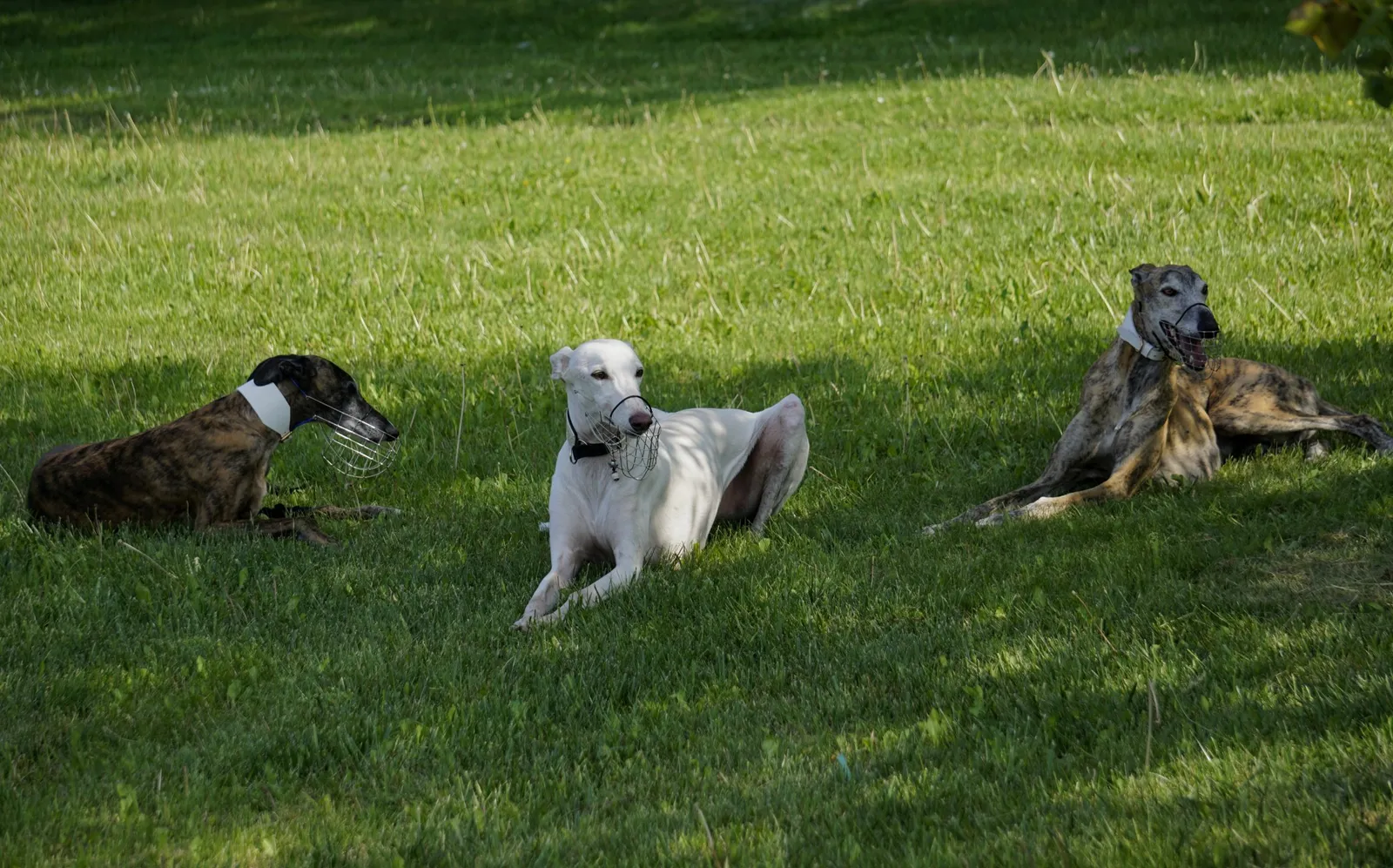 Galgos