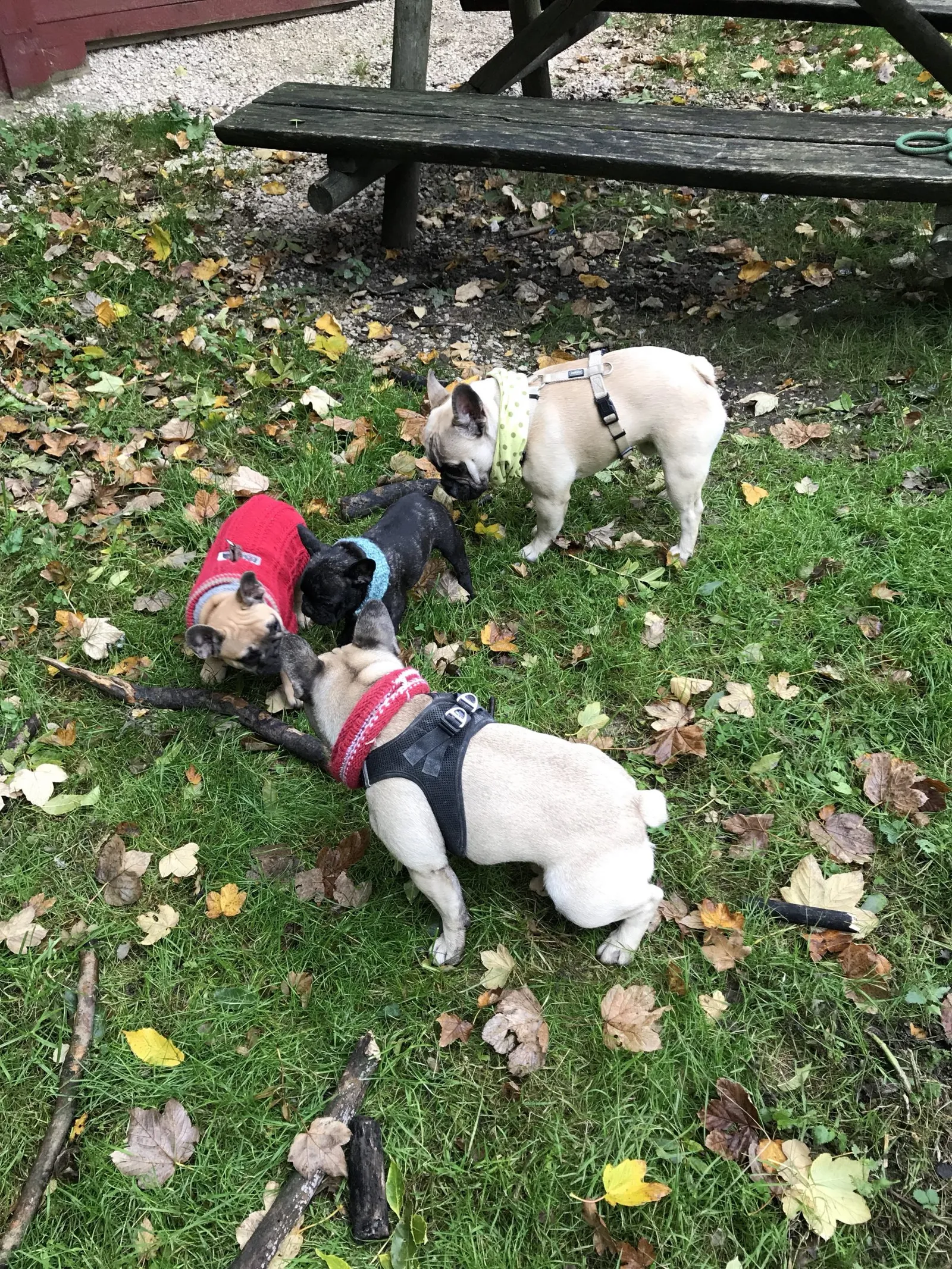 Ausflug mit Hund zu den Wölfen im Wildpark Ernstbrunn, NÖ