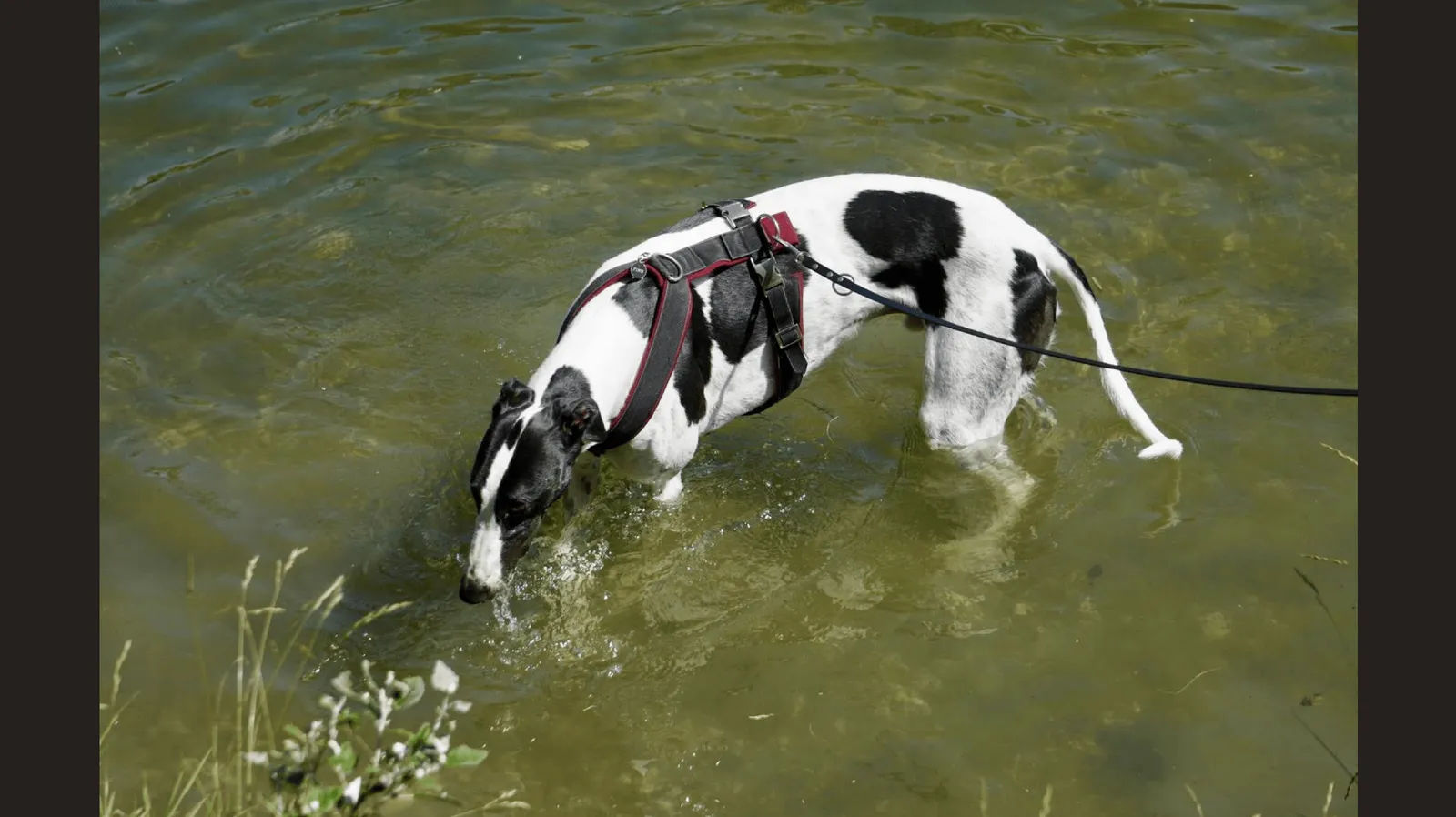 Great Global Greyhound Walk